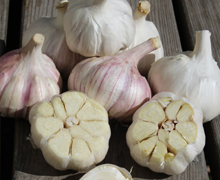 Ail du Québec variété groupe glazed purple stripe - Le Petit Mas Ail certifié biologique du Québec (Canada). Le Petit Mas, producteur d'ail du Québec,  produit de l'ail en Estrie (Québec) certifié biologique depuis 1989.